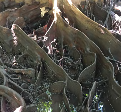 Ribbon or buttress roots on a mangrove - the roots are flat and rise perpendicular to the ground, like paper stood on its edge.