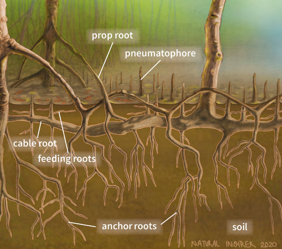 An illustration showing a cross-section of ground and the root system of a mangrove.
