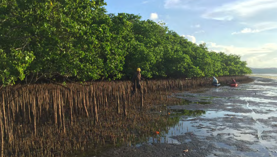 A mangrove forest at the water's edge
