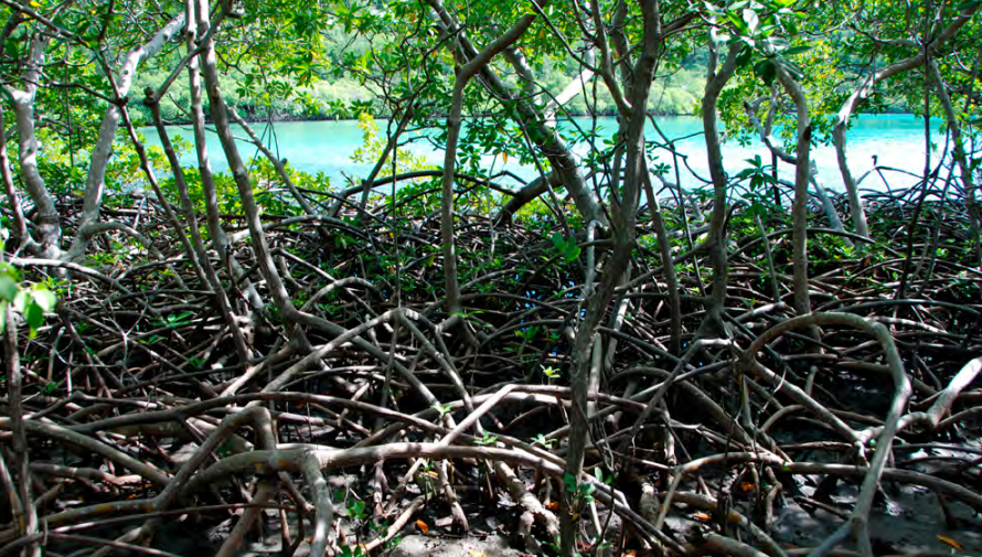 A mangrove forest. Through the trees, you can see the blue open water.