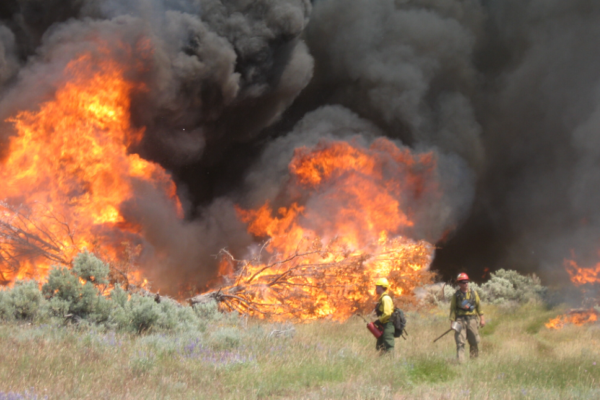 Two firefighters stand in the grass in front of a large fire that is completely engulfing a tree.