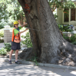 A forester measuring a tree wearing appropriate safety gear