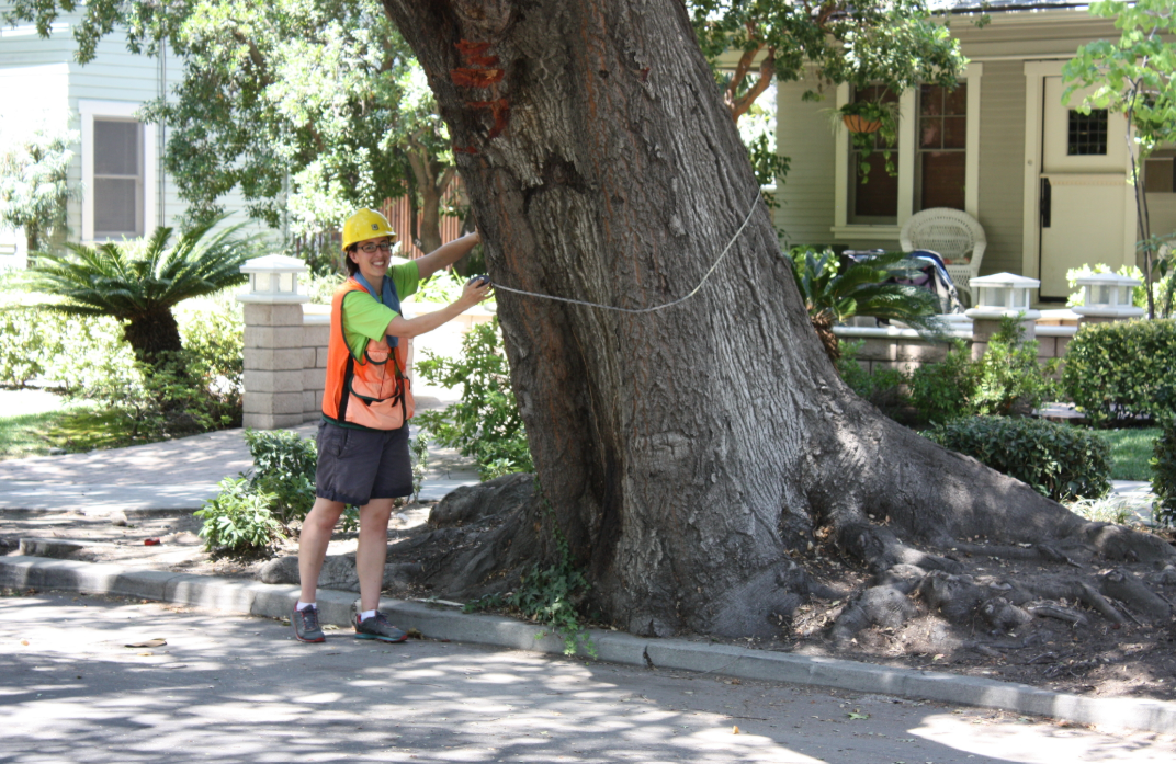 A forester measuring a tree wearing appropriate safety gear