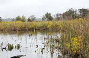 A wetland area