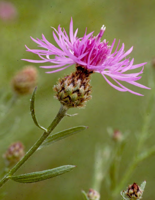A spotted knapweed in bloom