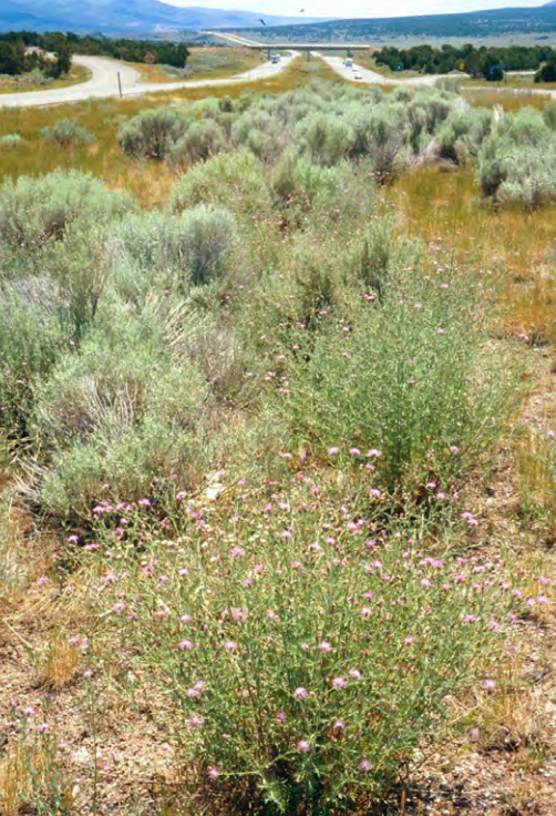 Bushed of spotted knapweed off of a highway