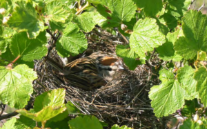 A chirping sparrow in a nest in a tree