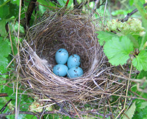 Four bright blue eggs in a nest in a tree