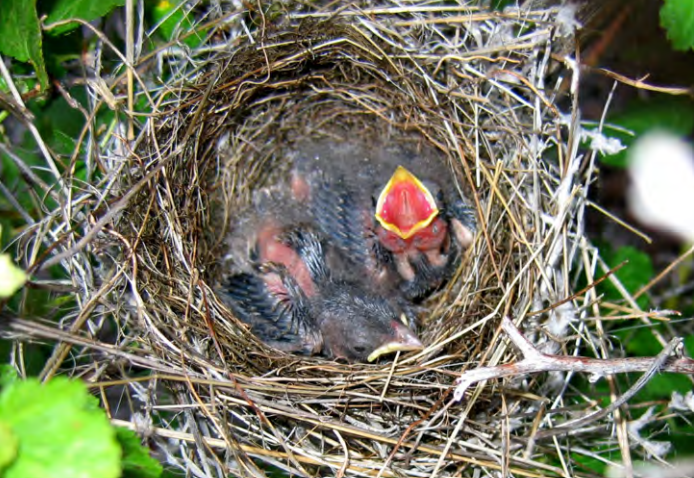 Young birds in a nest