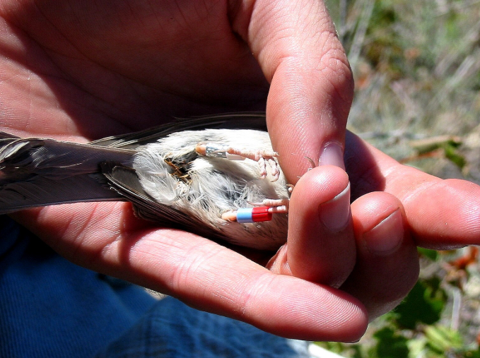 A person holding a bird with small bands on its legs