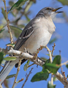 Northern mocking bird on a branch