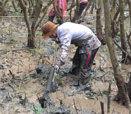 A person takes a core sample from the mud in a mangrove forest.