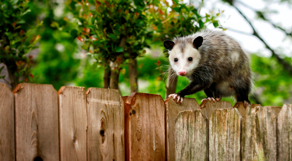 A opossum walking across a fence in a backyard