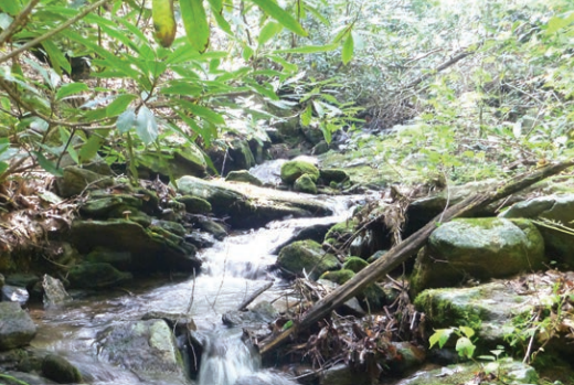 A stream in a forest