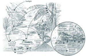 An illustration of a food web in an ecosystem