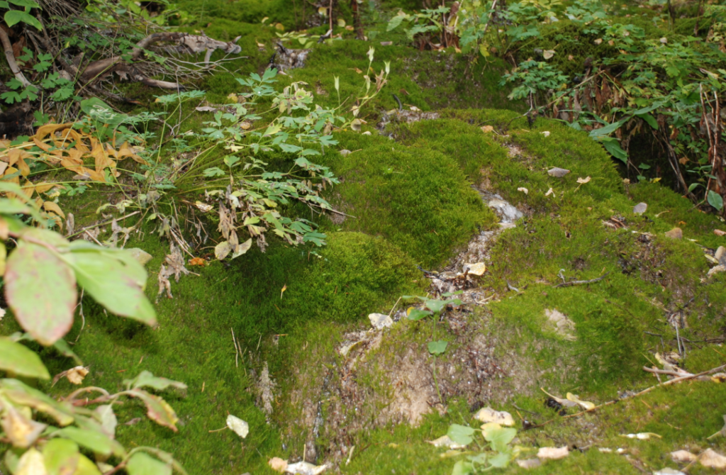Moss growing in a forest