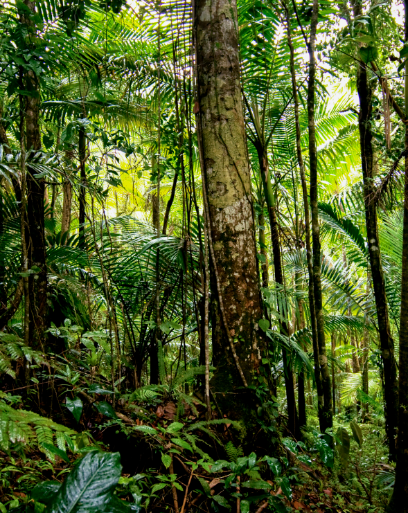 Tabonuco tree growing in a forest