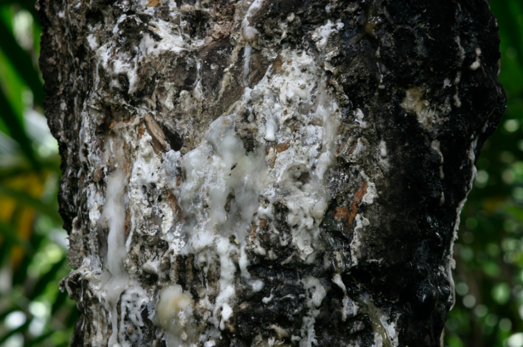 The tabonuco tree oozing sap.