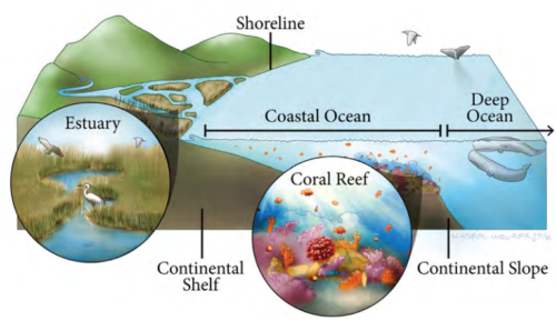 A graphic of a coastal ocean leading into an estuary