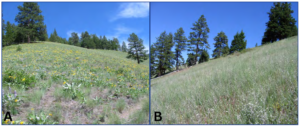 Two plots of land. One has native vegetation and flowers, the other has knapweed with no flowers. 