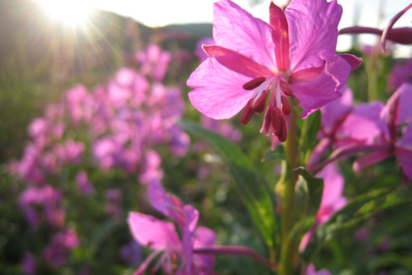 The sun shines through pink flowers.
