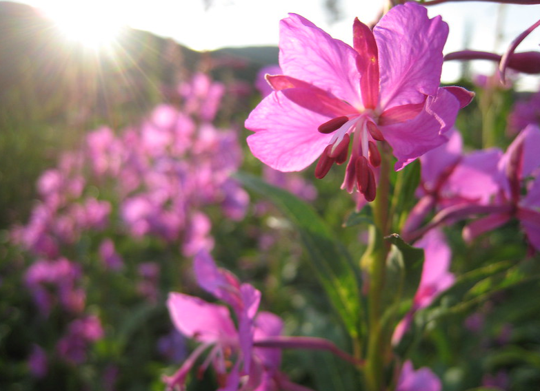 The sun shines through pink flowers.