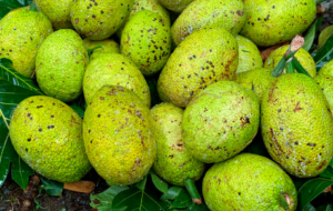 Several breadfruit in a pile