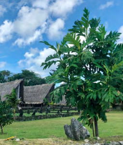 A leafy green tree stands in front of a row of grass-roofed longhouses.