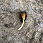 The end of a leaf sticking out of a hole in the ground.