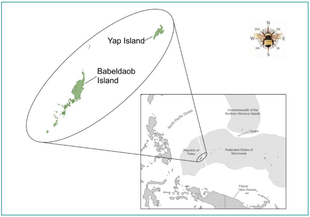 A map showing the position of Babeldaub Island in the Republic of Palau and Yap Island in the Federated States of Micronesia.