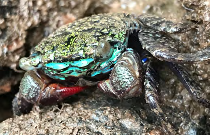 A crab on a tree trunk. The crab has a red claw and a bright blue "face"
