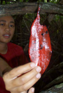 A person holds up a red leaf. The end of the leaf has been partially eaten.