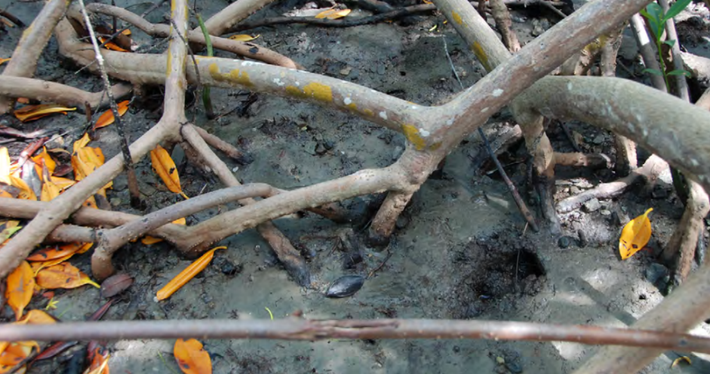 The muddy floor of a mangrove forest. 