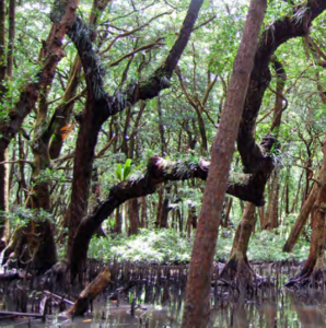 A thickly forested mangrove.