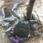 A sesarmid crab holding onto a plant stem.