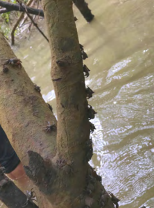 A line of crabs climbs the underside of a tree branch at high tide.