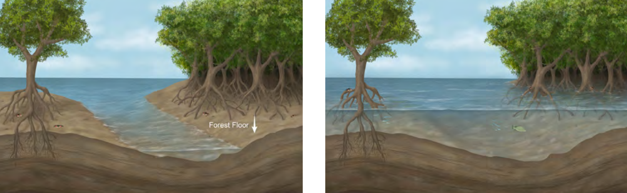 Two illustrations showing a mangrove forest at low tide (left) with some forest floor exposed and at high tide (right) with the forest floor completely covered by water.