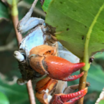 A blue and orange crab eats a leaf