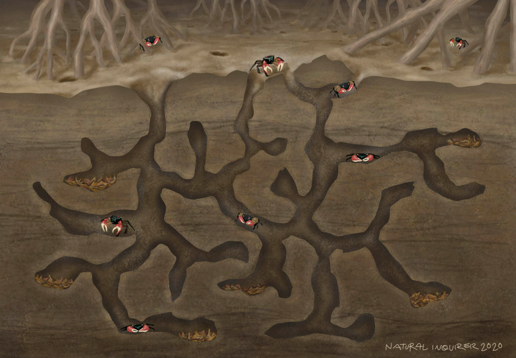 An illustration of a cross-section of a sesarmid crab burrow.