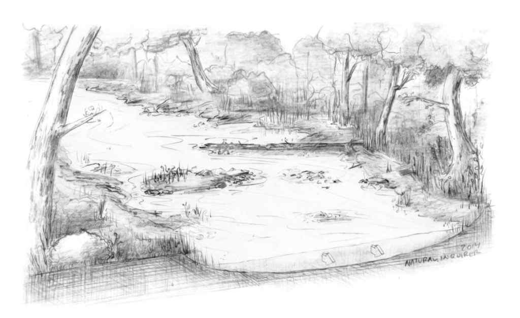 An illustration of a river with low streamflow