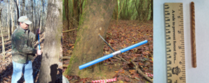 On the left is a man coring a tree with a tool. In the middle is a tool in a tree to core it. On the left is a tree core with ruler measuring it.