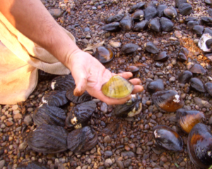 A person holding up a mussel over a bed of rocks.