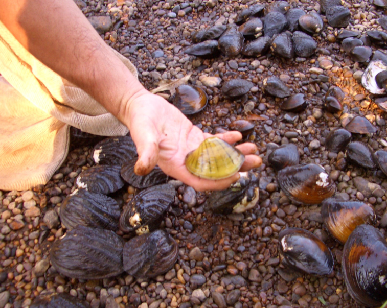 A person holding up a mussel over a bed of rocks.