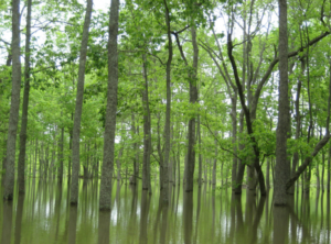 A bottomland hard wood forest
