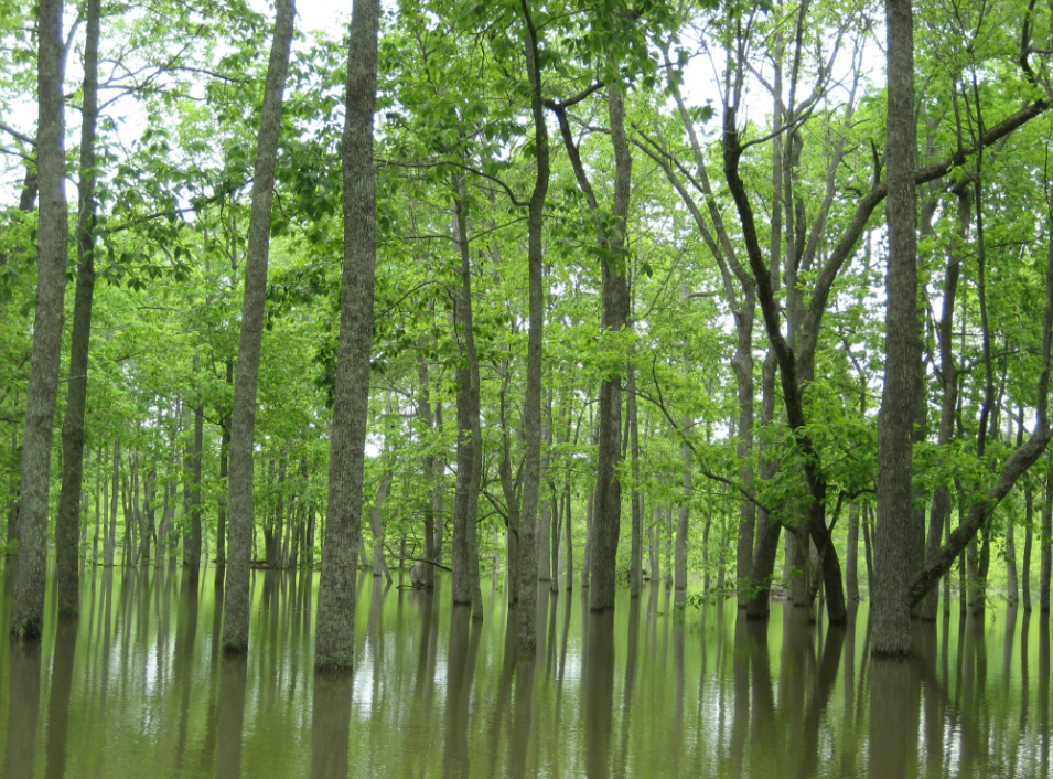 A bottomland hard wood forest