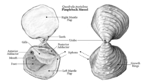 An illustration of a mussel