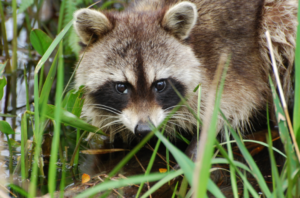Raccoon hiding in some grass
