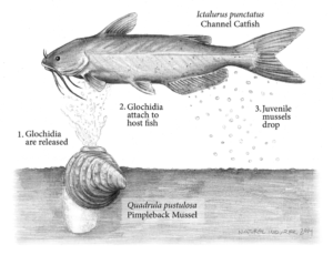 An illustration of mussel reproduction