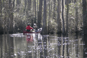 Bald cypress trees growing near a creek. Two people are canoeing in the water. 