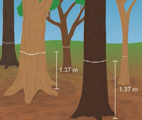 An illustration of trees with breast height (1.37 m) marked on their trunks